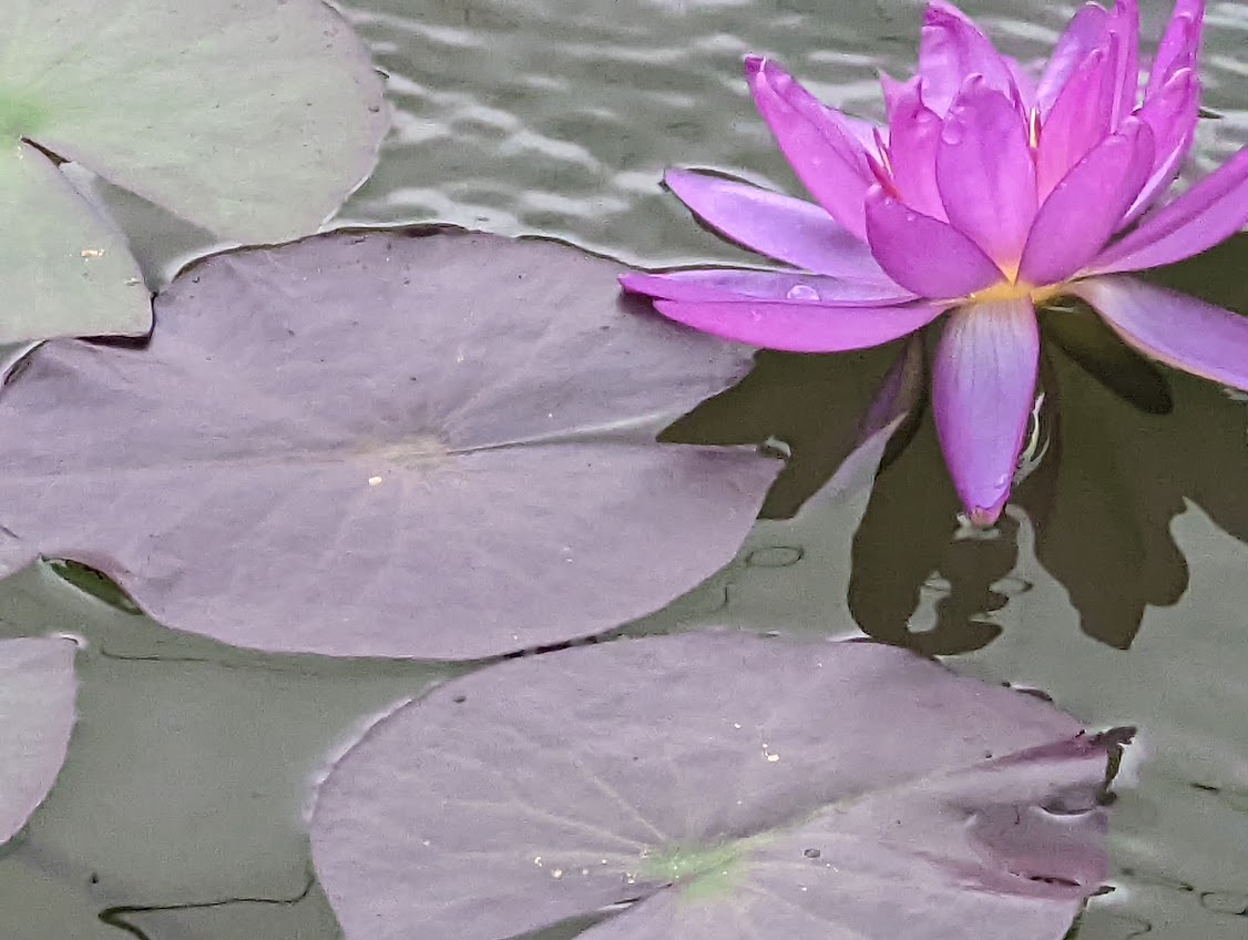 New Pond Photos – Shadowscope